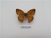 藏品(寶島波眼蝶)的圖片